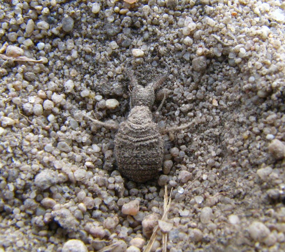 Муравьиный Лев обыкновенный - Myrmeleon formicarius