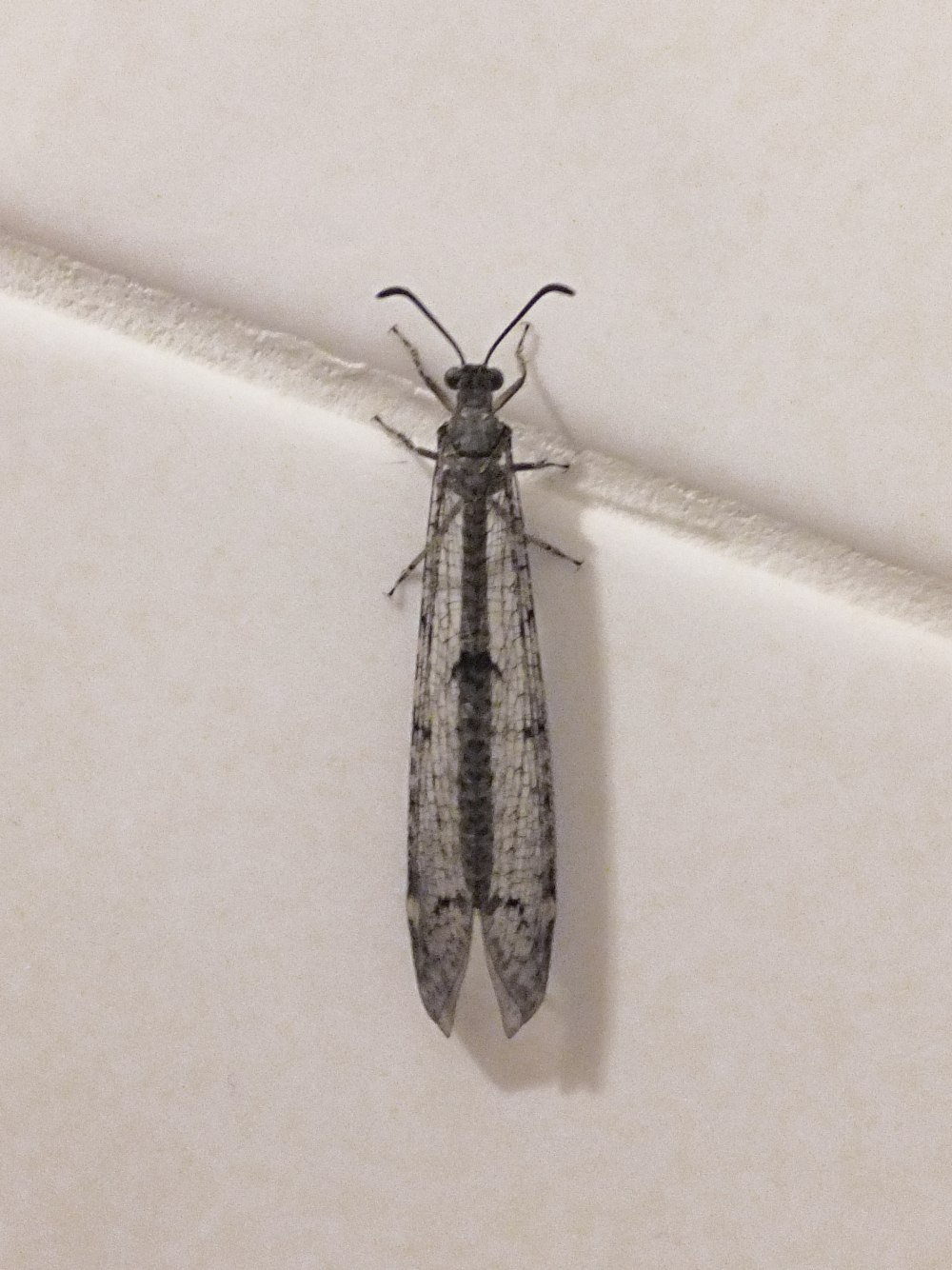 Distoleon tetragrammicus
