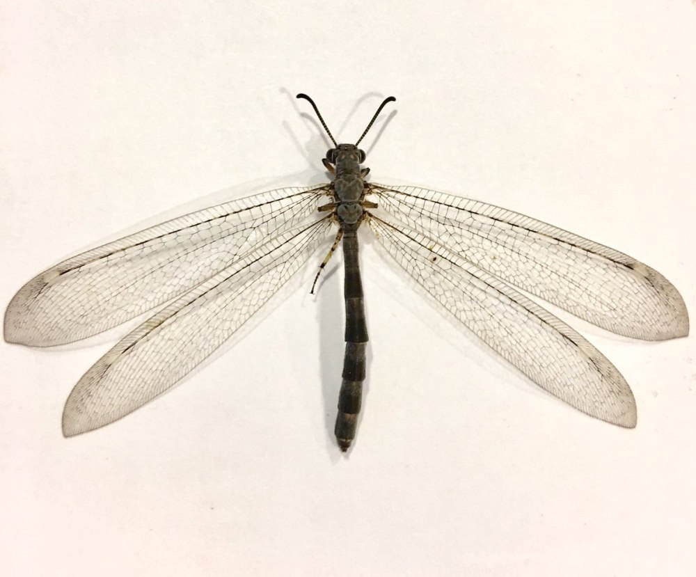 Myrmeleon formicarius