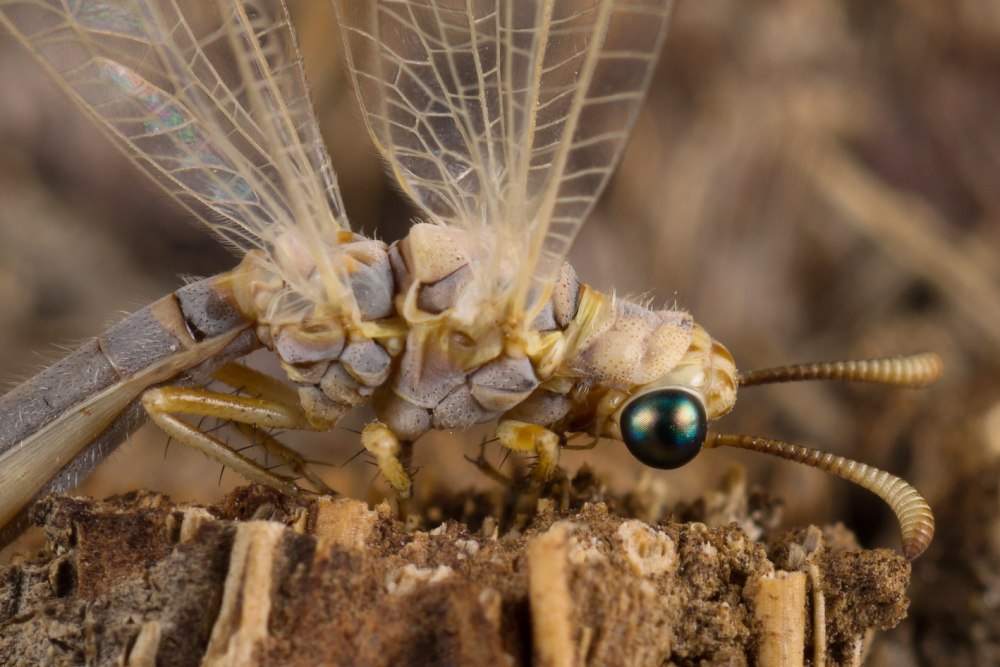 Myrmeleon formicarius