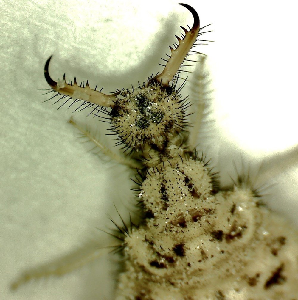 Myrmeleon formicarius