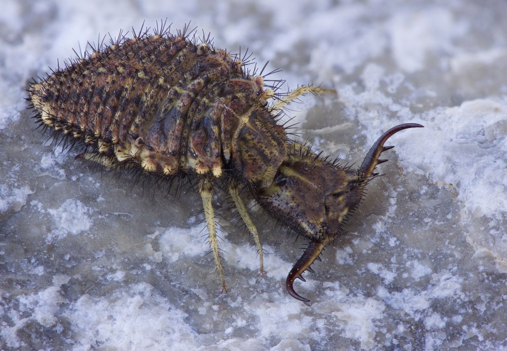 Myrmeleontidae Крым