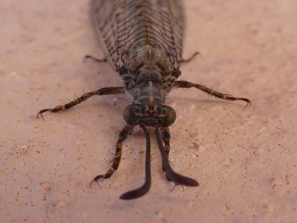 Муравьиный Лев Пятнокрылый (Distoleon tetragrammicus