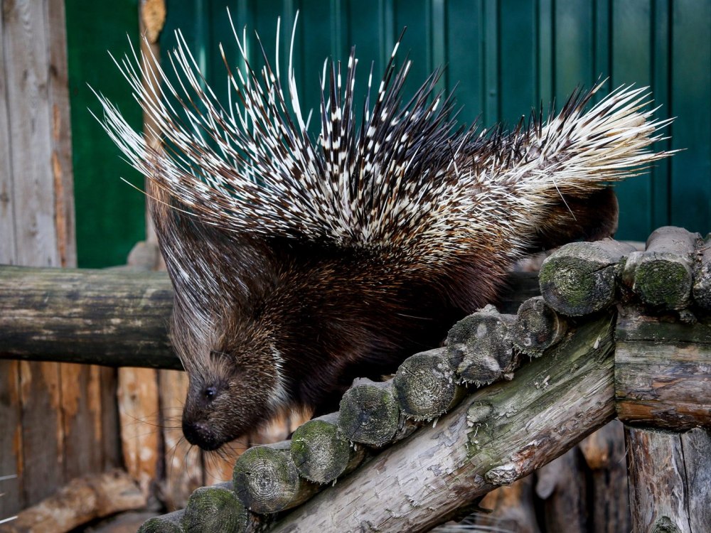 Дикобраз hystrix cristata