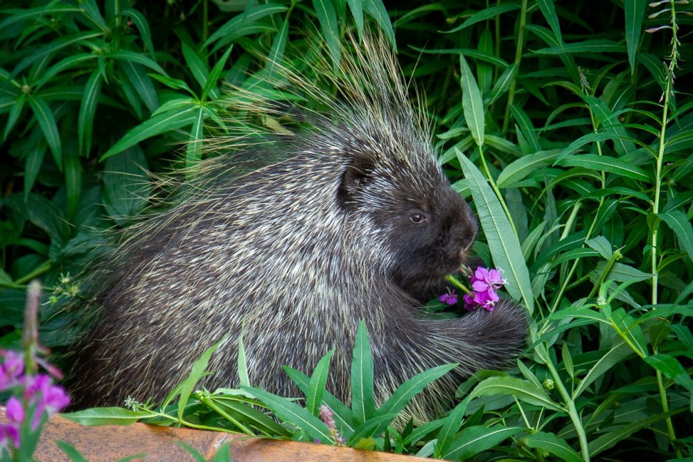 Porcupine (Cheyenne)