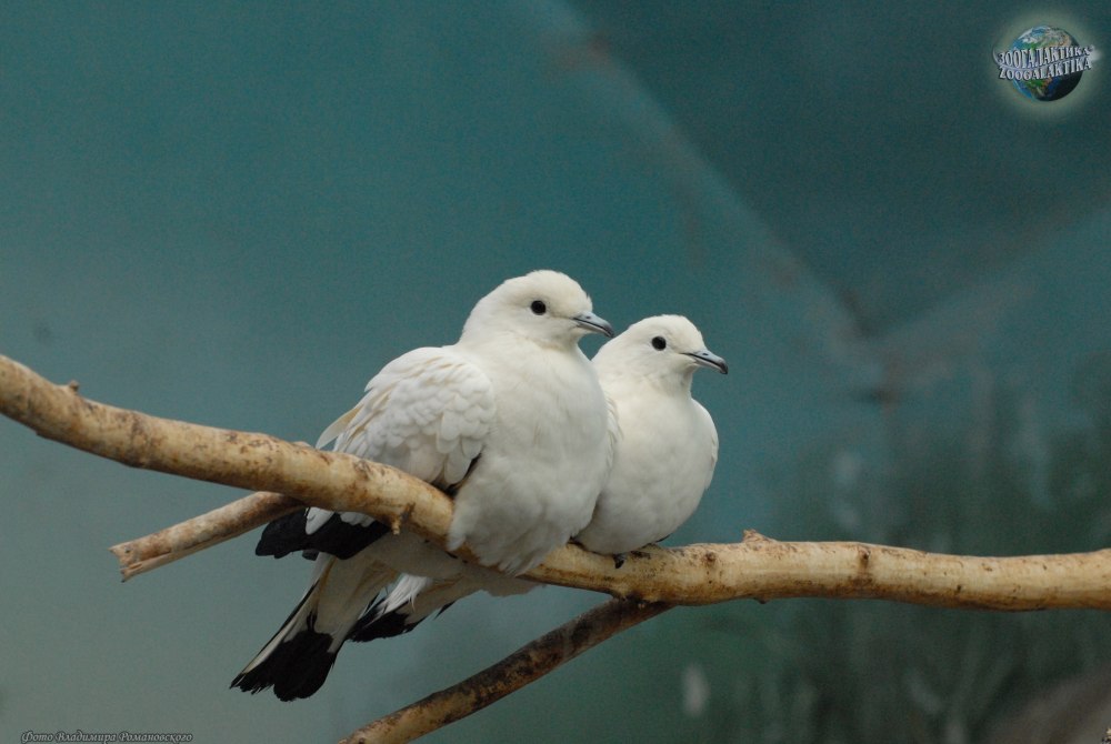 Pied Imperial Pigeon