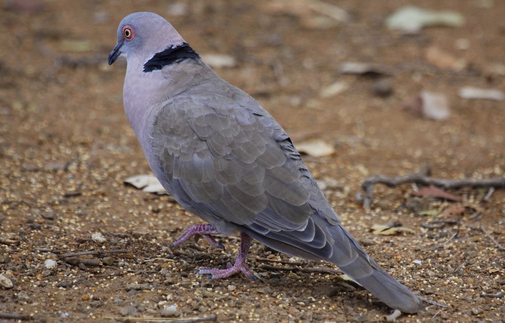 Streptopelia decipiens
