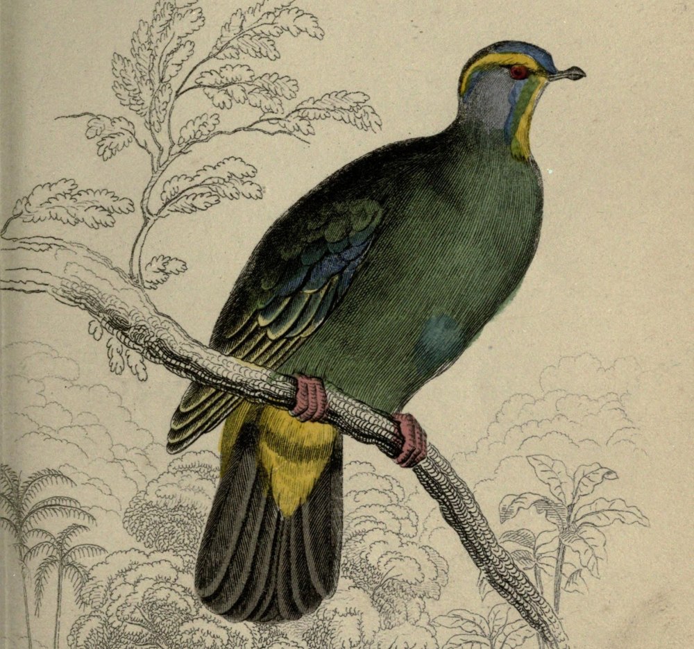 Stamp the Blue-capped Fruit dove (Ptilinopus monacha)