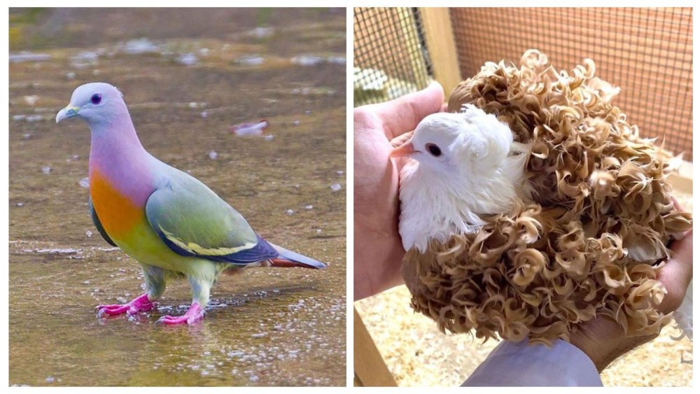 Самый редкий вид голубей