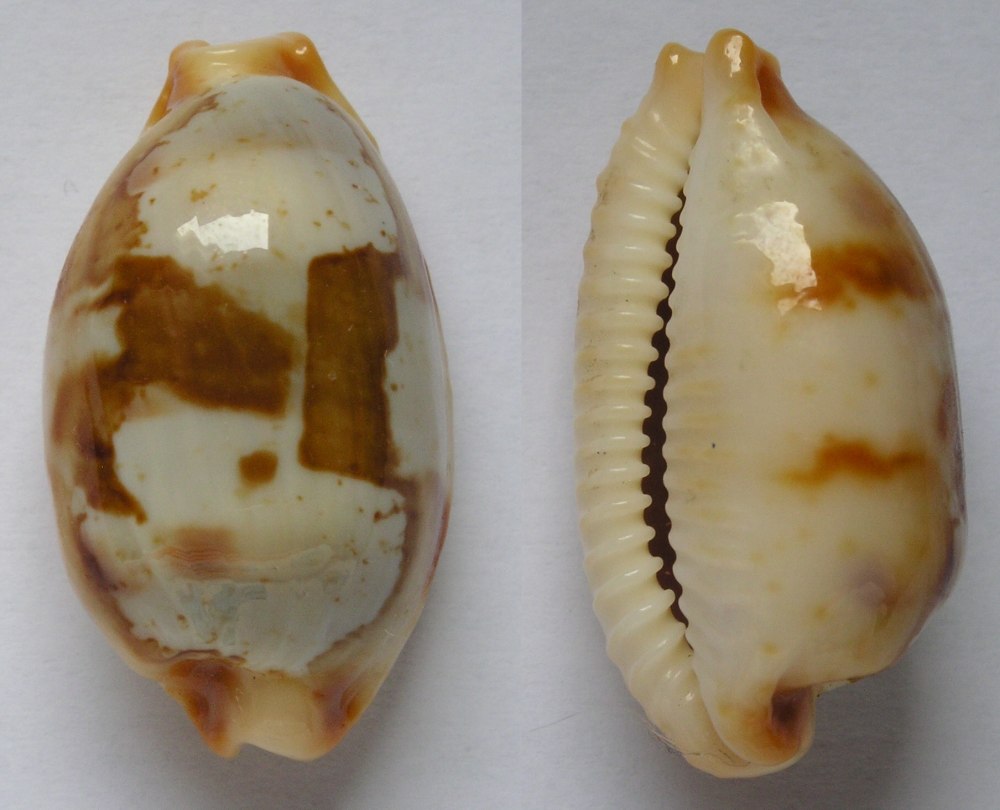 Улитка Каури