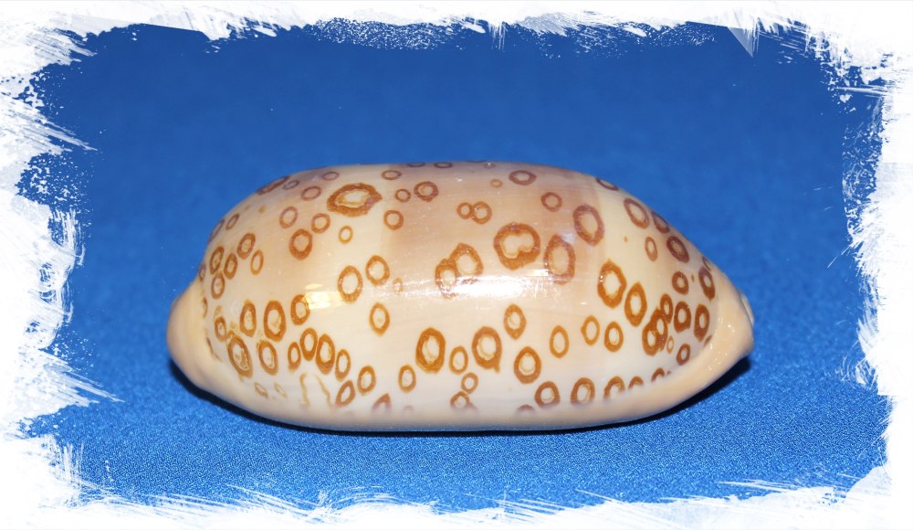 Ципрея Cypraea Argus