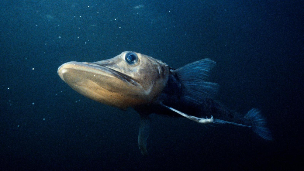 Chaenocephalus aceratus