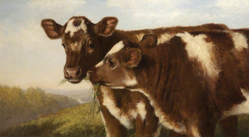 Порода коров шортгорнская