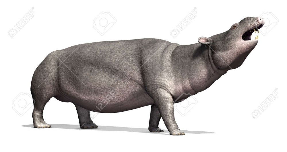 Moeritherium перевод на английский