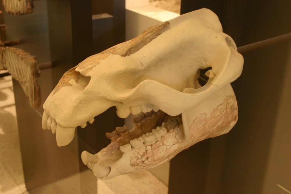 Меритерий (Moeritherium)