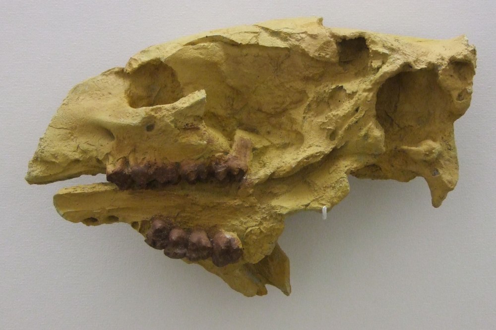Phosphatherium escuilliei