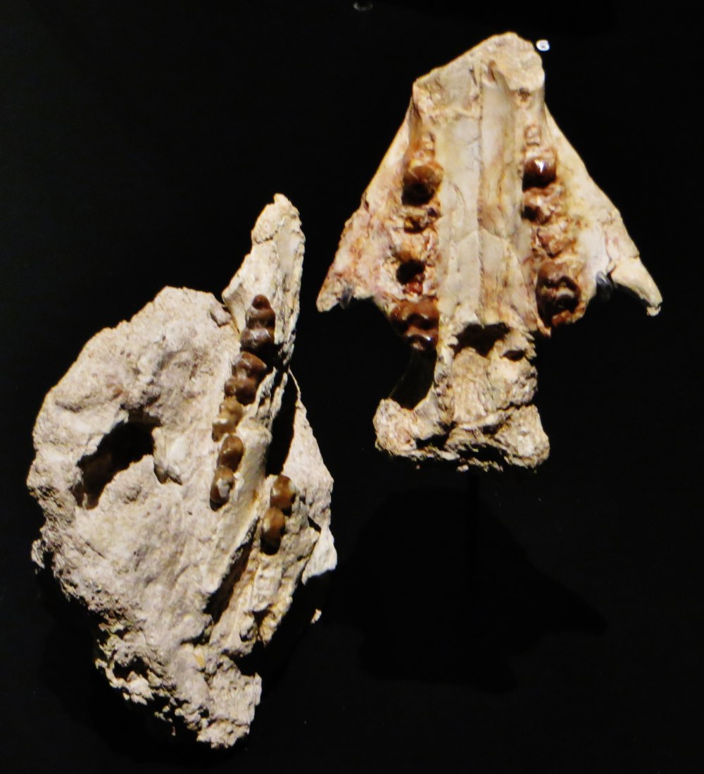 Phosphatherium escuilliei