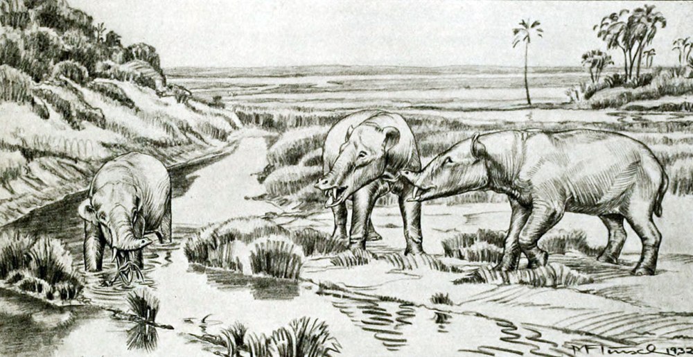 Phiomia serridens