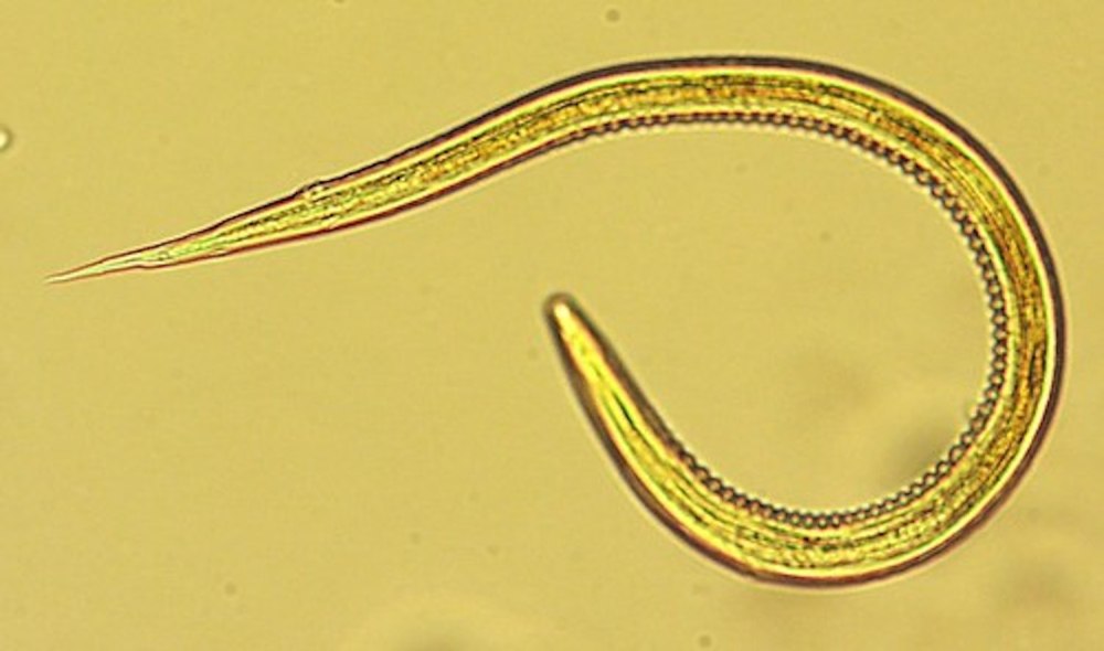 Стронгилоидоз лошадей. Стронгилоидоз (кишечная угрица). Trichostrongylus colubriformis. Трихостронгилоидоз возбудитель. Стронгилоидоз личинки.