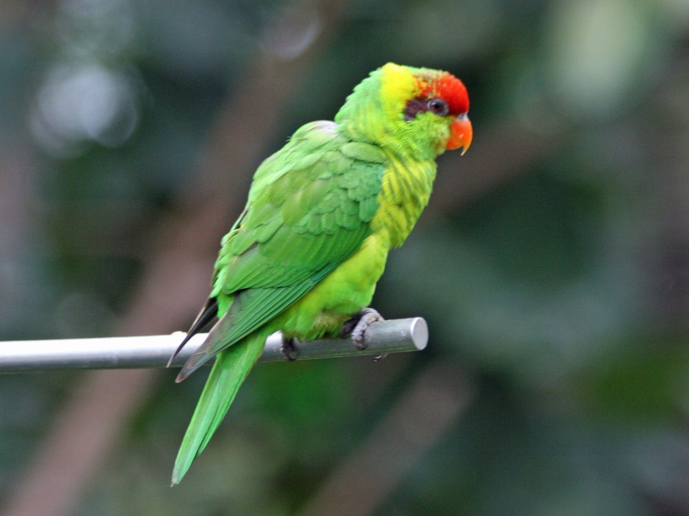 Varied Lorikeet