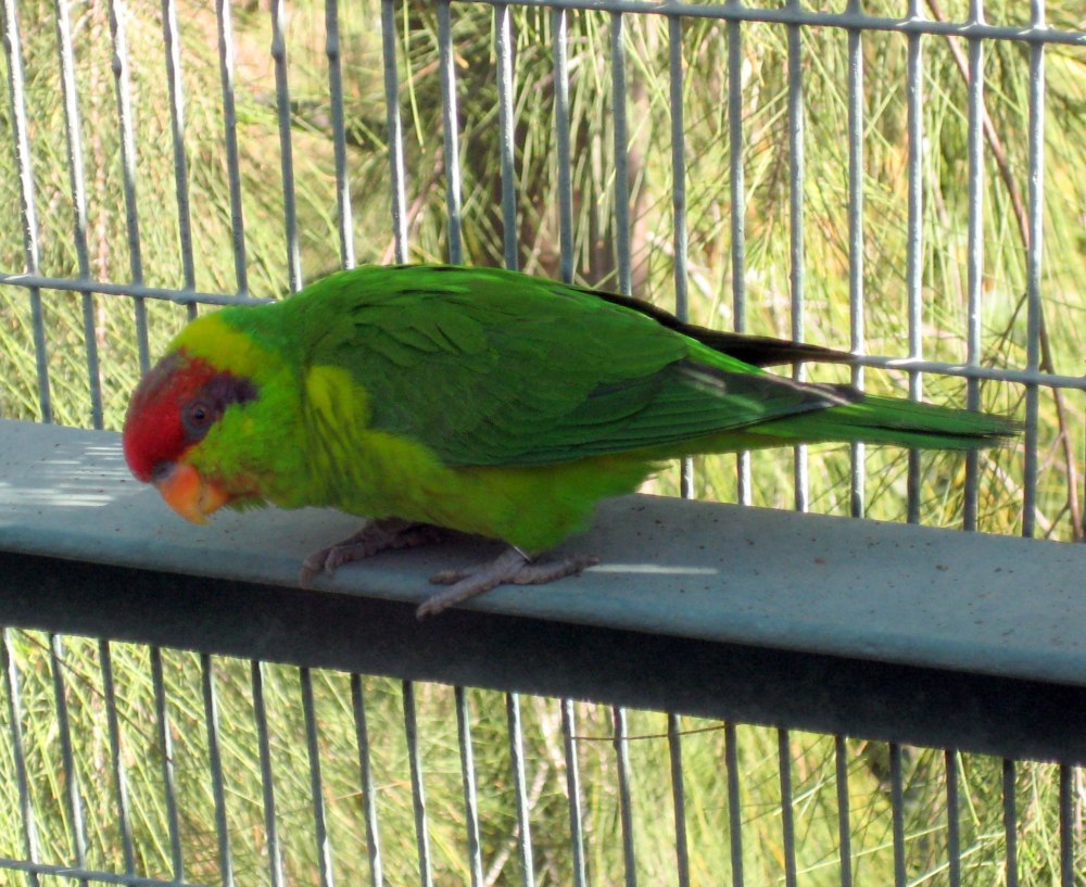 Iris Lorikeet