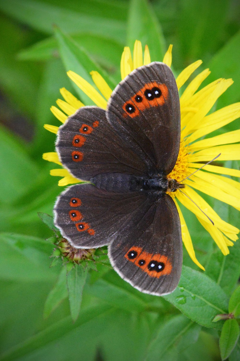 Erebia aethiops