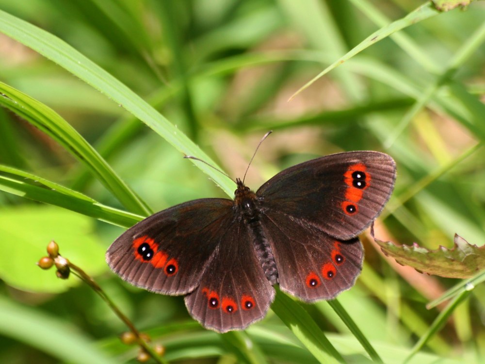 Erebia Polaris