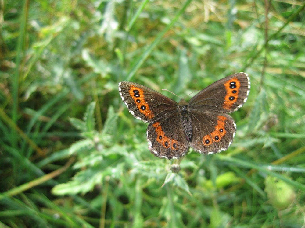 Erebia Medusa бабочка