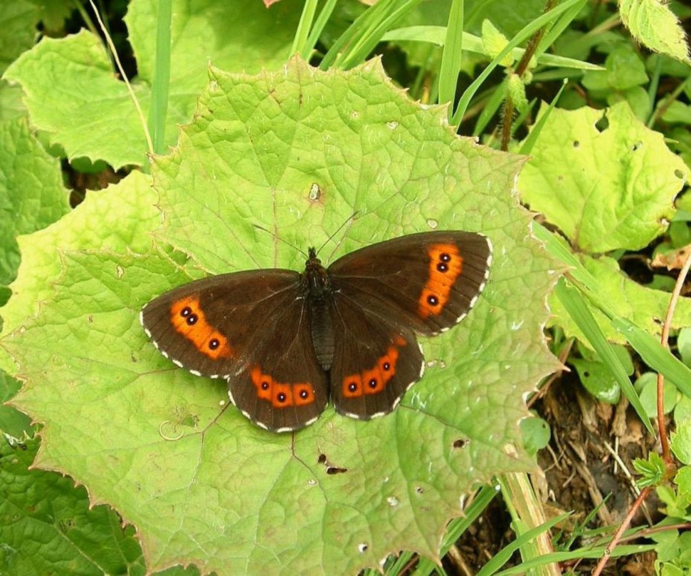 Чернушка кофейная - Erebia Ligea