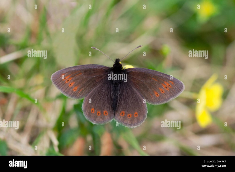 Erebia epiphron