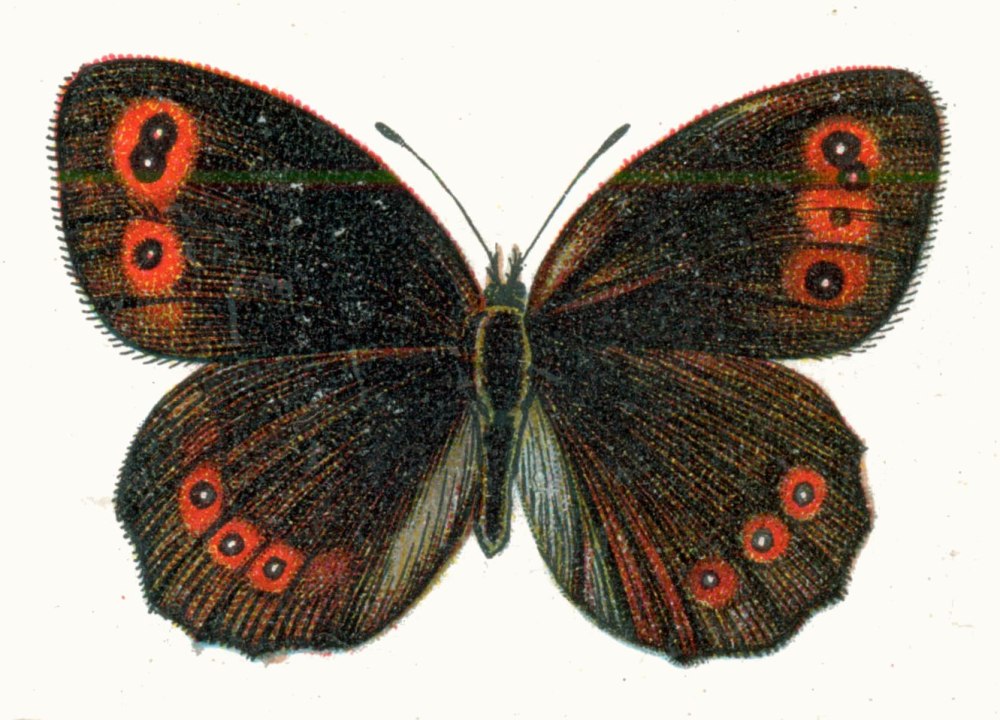 Эребия Киндерманна детский рисунок