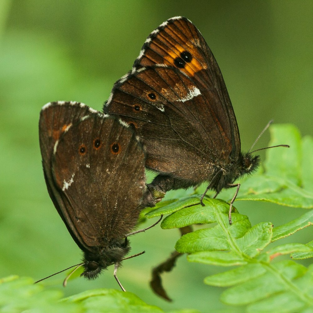 Erebia Polaris