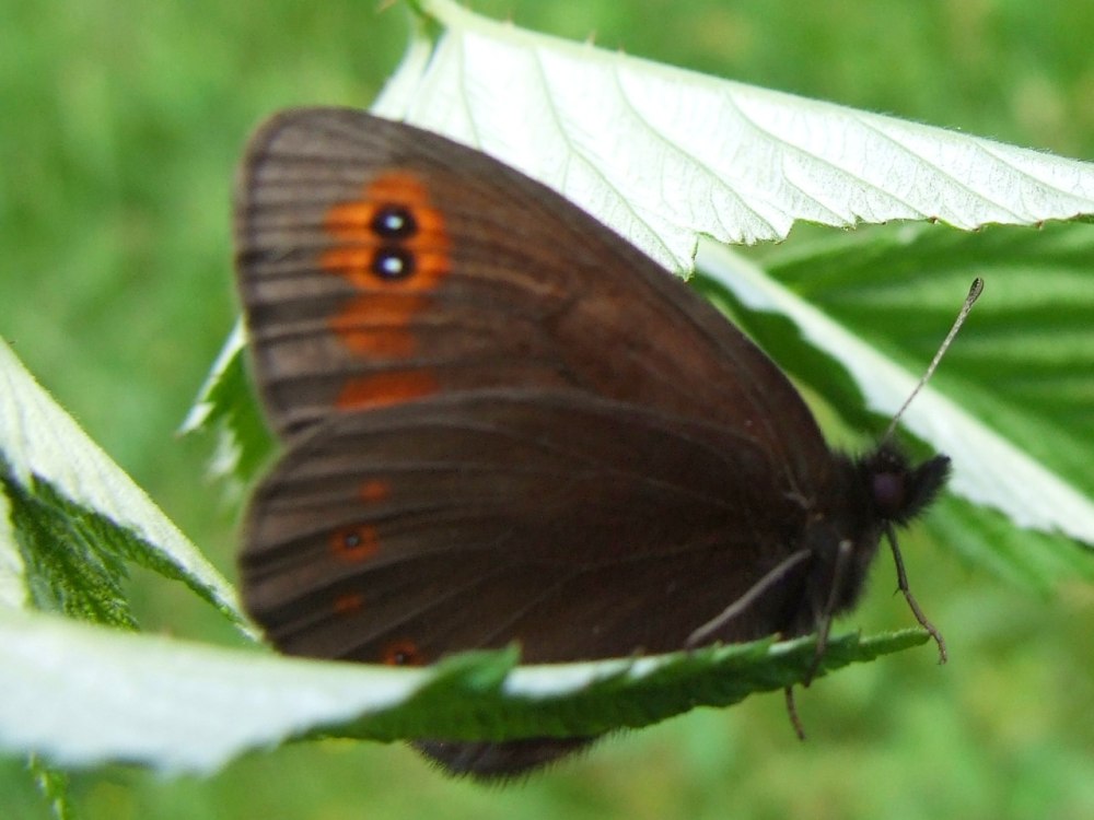 Erebia Medusa бабочка