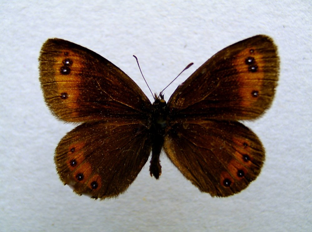 Erebia Polaris