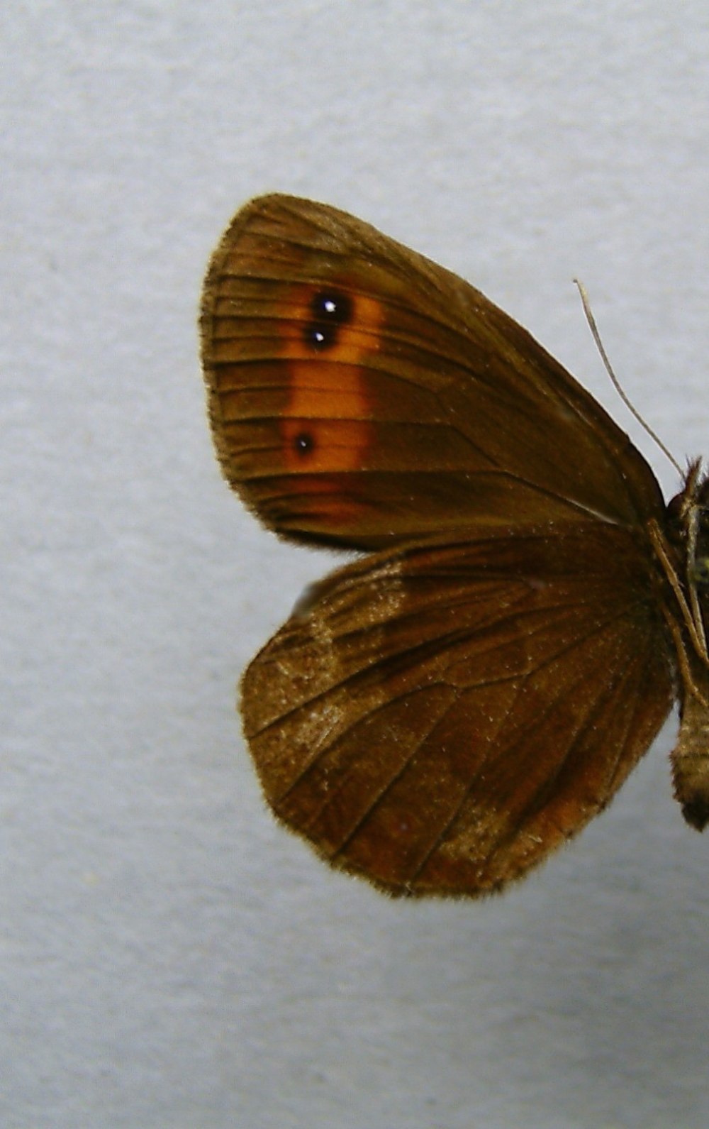 Erebia rhodopensis