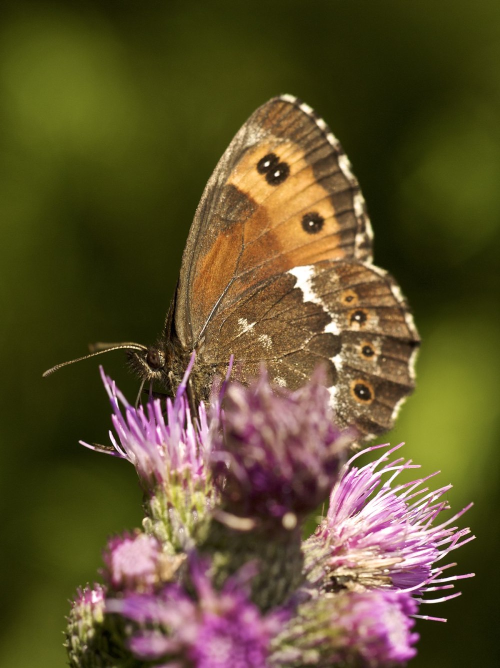 Erebia Ligea