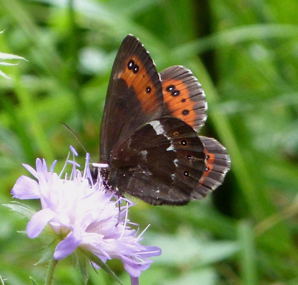Erebia Ligea