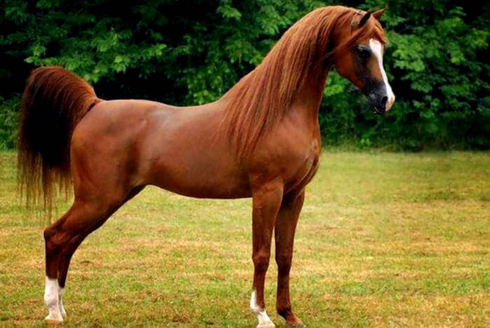 Фредериксборгская лошадь
