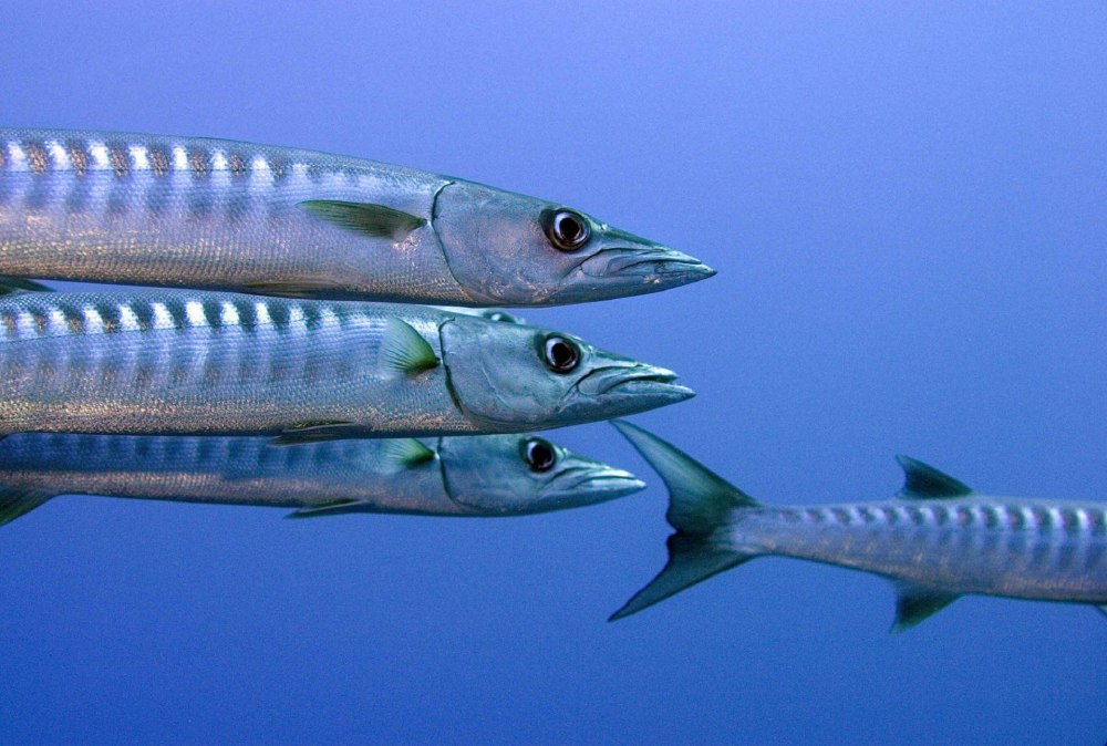 Морская щука Барракуда