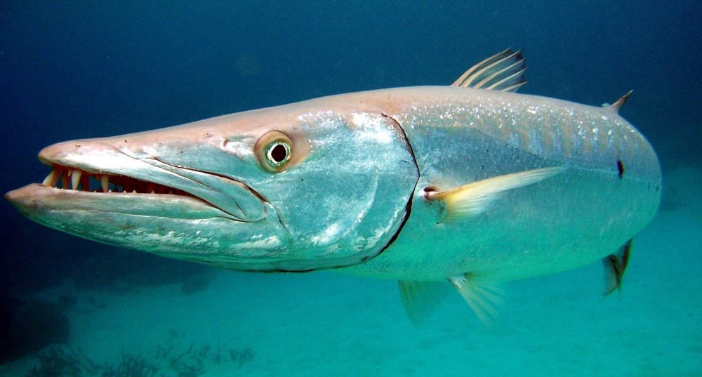 Самая большая рыба Средиземного моря