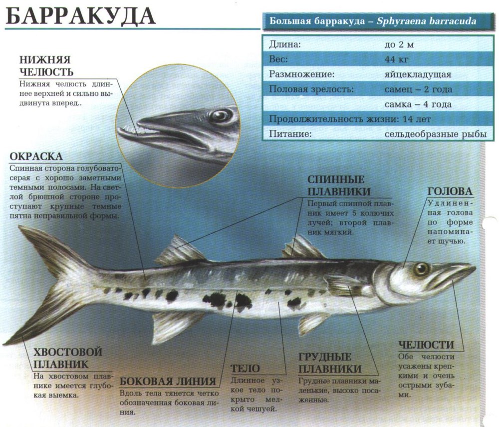 Барракуда малек