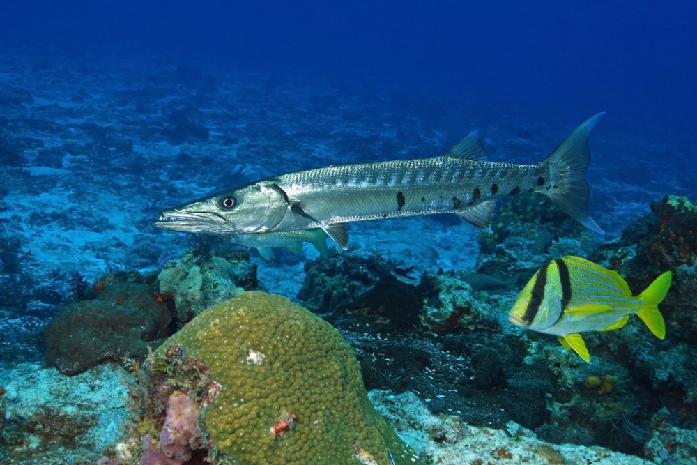 Barracuda Fish Fishing