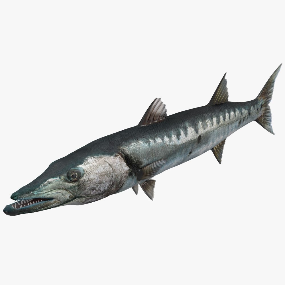 Морская щука Барракуда