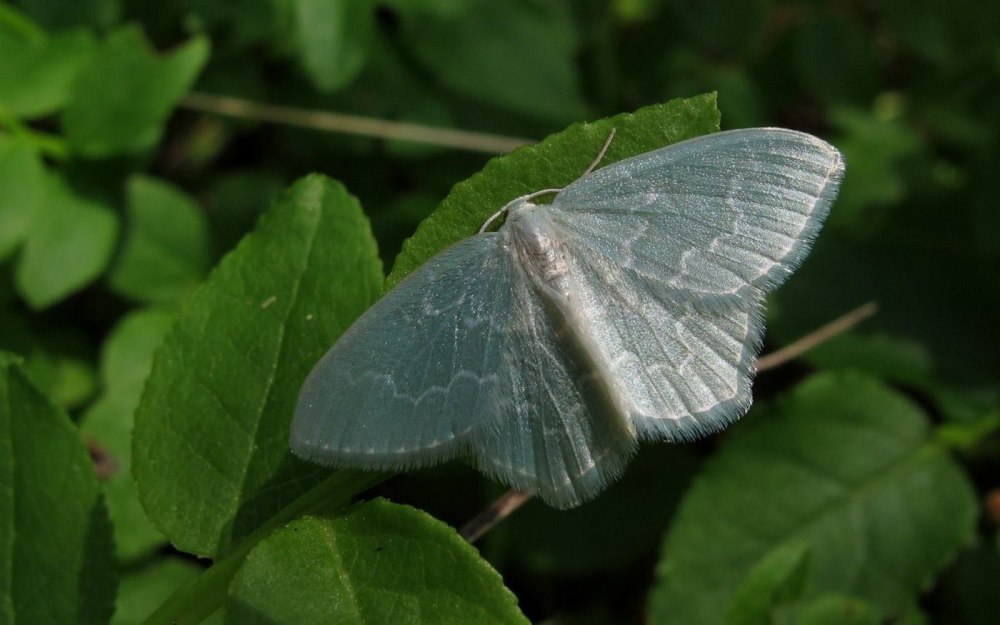Пяденица чёрная (Odezia atrata)