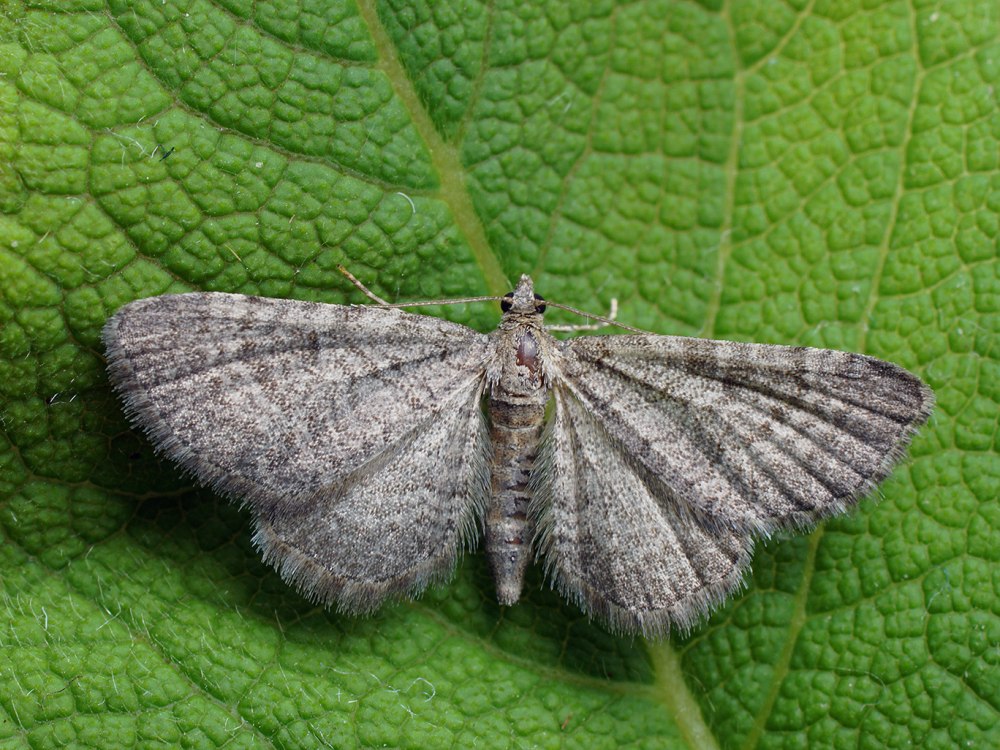 Eupithecia biornata