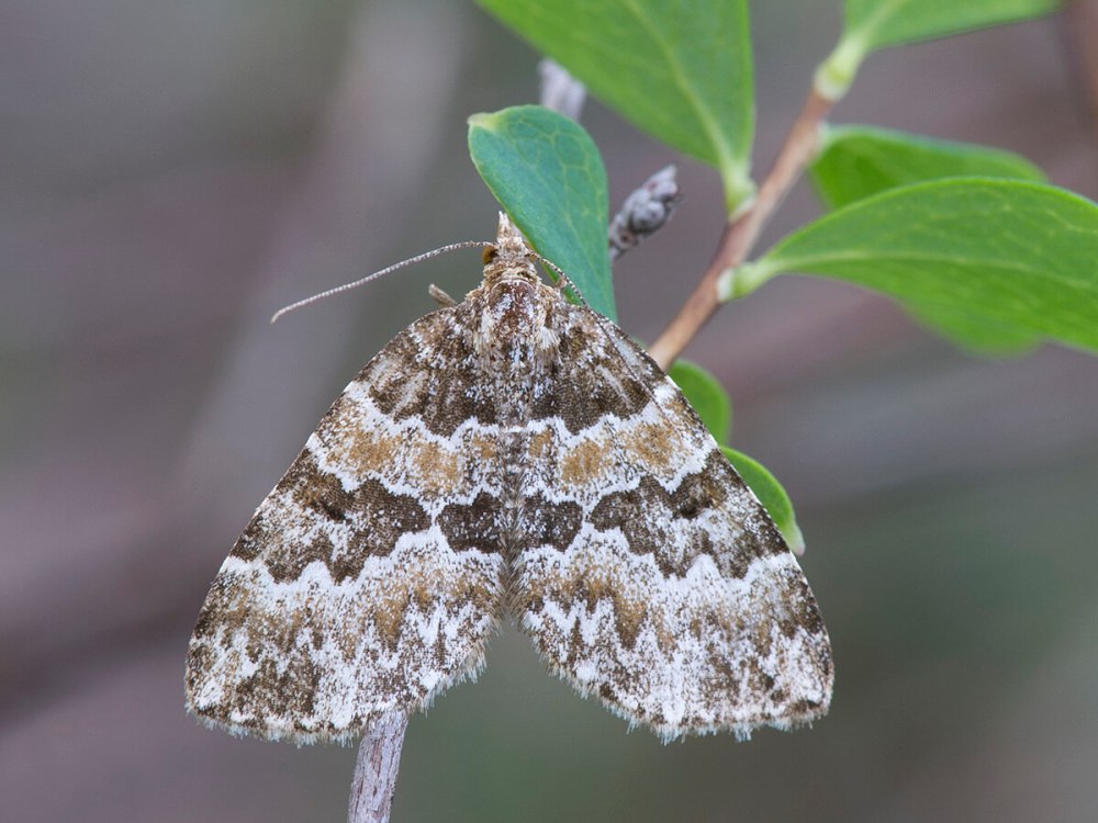 Бабочка electrophaes corylata