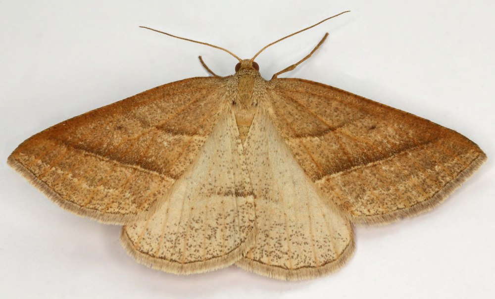 Petrophora chlorosata