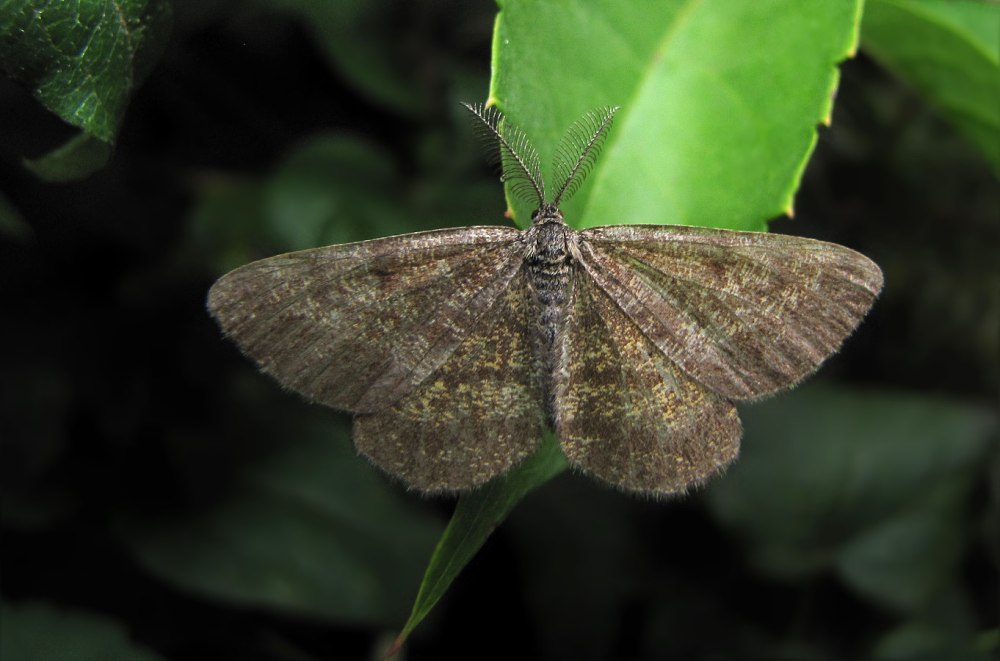 Ematurga atomaria
