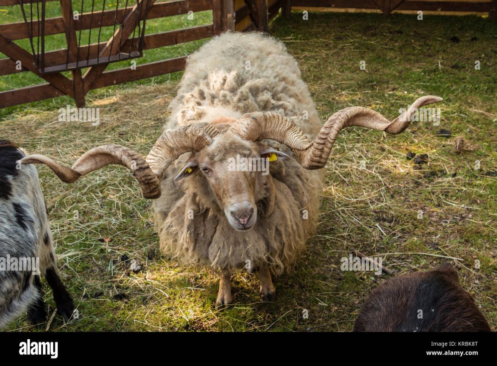 Racka Sheep фото