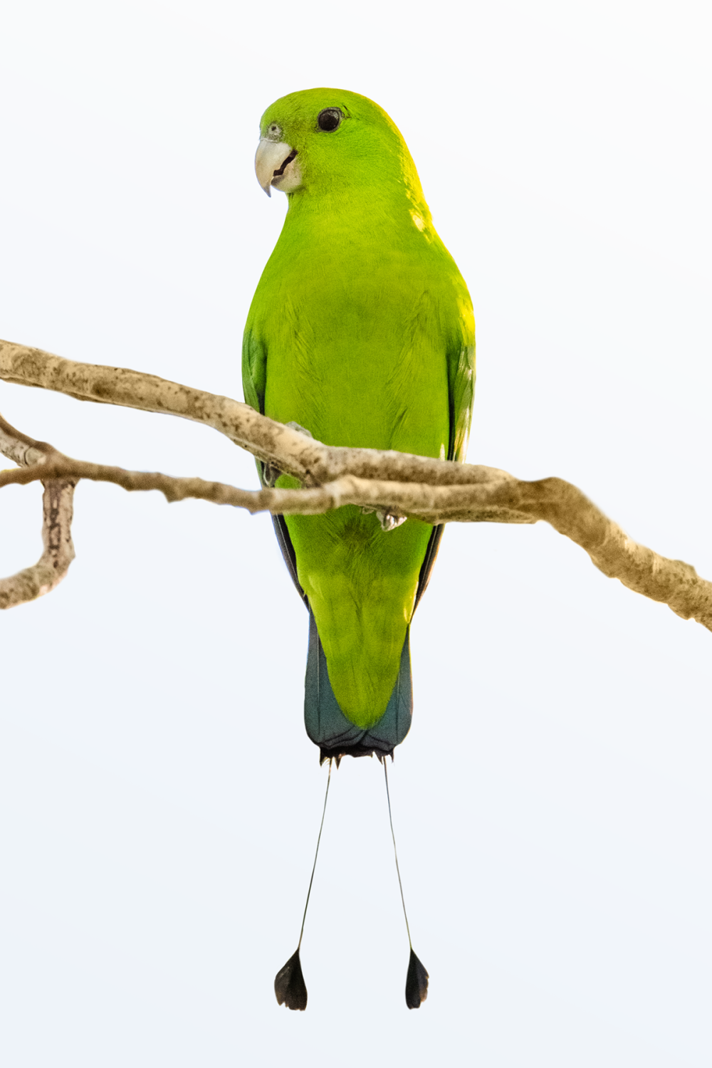Prioniturus flavicans
